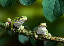 European / Common tree frogs (Hyla arborea) two sitting on branch, controlled conditions, from Europe