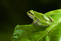 Common tree frog {Hyla arborea} camouflaged on  green leaf, controlled conditions, from Europe