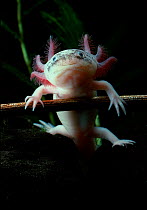 Mexican axolotl {Ambystoma mexicanum} albino, controlled conditions