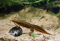 Palmate newt {Triturus helveticus} underwater, Europe