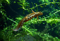 Smooth newt {Triturus vulgaris} underwater, amongst aquatic plants, UK