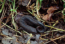 Great crested newt {Triturus cristatus} hibernating (log covered removed), UK