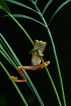 Red eyed tree frog (Agalychnis callidryas) climbing up plant stems, controlled conditions, from Central America