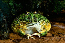 Horned frog (Ceratophrys ornata) sitting on leaves, controlled conditions, from South America