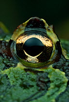 Close up of eye of Horned frog {Ceratophrys ornata} controlled conditions, from South America