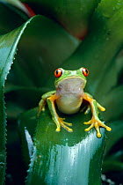Red eyed tree frog (Agalychnis callidryas) on Bromeliad leaf, Central America, controlled conditions