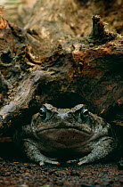Giant / Cane toad {Bufo marinus} controlled conditions, from South America