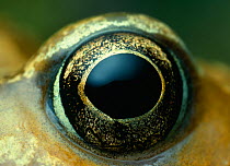 Common frog (Rana temporaria) close-up of eye, controlled conditions