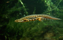 Smooth newt {Triturus vulgaris} swimming underwater, controlled conditions, UK