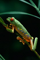 Red-eyed tree frog {Agalychnis callidryas} climbing up plant, controlled conditions, from Central America