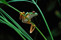 Red-eyed tree frog {Agalychnis callidryas} on vegetation, controlled conditions, from Central America