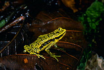 Green mosaic / Rancho grande harlequin frog (Atelopus cruciger) Henri Pittier NP, Venezuela, South America, Critically endangered, thought extinct until a gravid female was found in 2008