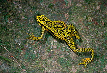 Green mosaic / Rancho grande harlequin frog (Atelopus cruciger) walking along tree trunk, Henri Pittier NP, Venezuela, South America, Critically endangered, thought extinct until a gravid female was f...