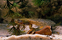 European edible frog {Rana esculenta} mature tadpole with fully developed rear legs, controlled conditions