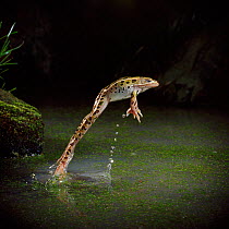 Leopard frog (Rana pipiens) leaping from water, controlled conditions, from USA