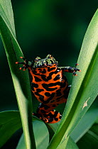 Oriental fire-bellied toad (Bombina orientalis), controlled conditions