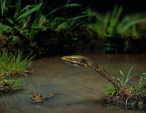 Marsh frog (Rana ridibunda) leaping over water, another in water, controlled conditions, from Europe