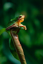 Chinese tree frog {Rana chinensis / rugulosus} sitting on curled leaf, calling, controlled conditions, from China