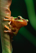 Chinese tree frog {Rana chinensis / rugulosus} on curled leaf, controlled conditions, from China