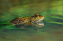 Marsh frog {Rana ridibunda} swimming, controlled conditions, from Europe