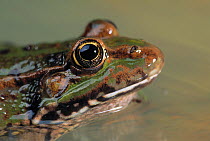 Marsh frog (Rana ridibunda) portrait, controlled conditions, from Europe