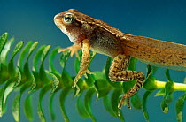 European edible frog {Rana esculenta} mature tadpole with rear and front legs developed, underwater, controlled conditions