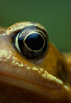 Close up of eye of Common frog {Rana temporaria} UK, controlled conditions