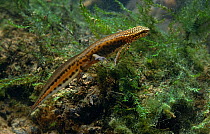 Palmate newt {Triturus helveticus} swimming, controlled conditions
