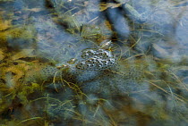 Frogspawn of Common frog (Rana temporaria) at water surface, UK