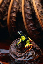 Painted mantella frog (Mantella madagascariensis) on leaf, native to Madagascar, controlled conditions