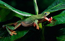 Green / White's tree frog {Litoria caerulea} catching insect prey, controlled conditions, from Australia and New Zealand