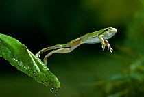 Common / European tree frog (Hyla arborea) jumping from leaf, controlled conditions