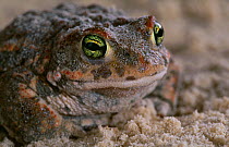 Natterjack toad {Bufo calamita} portrait, controlled conditions, from Europe