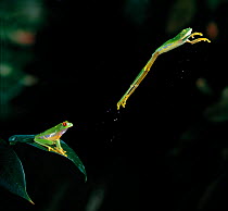 Red-eyed tree frog {Agalychnis callidryas} jumping sequence, multiflash image, controlled conditions, from Central America