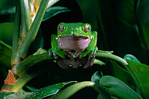 Giant monkey / leaf frog {Phyllomedusa bicolor} sitting on leaf, controlled conditions, from South America