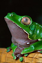 Giant monkey / leaf frog {Phyllomedusa bicolor} portrait, controlled conditions, from South America