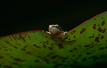 Froglet of Common frog {Rana temporaria} on lily pad, UK