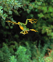 Wallace's flying frog (Rhacophorus nigropalmatus) leaping, controlled conditions, from Asia