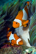 False clown anemonefish (Amphiprion ocellaris) pair (male is the smaller fish) spawning, with newly laid eggs on coral rock, Misool, Raja Ampat, West Papua, Indonesia