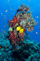 Golden butterflyfish (Chaetodon semilarvatus) pair with soft corals, Egypt, Red Sea
