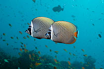 Two Redtail butterflyfish (Chaetodon collare) Andaman Sea, Thailand