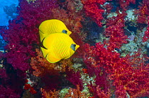 Golden butterflyfish (Chaetodon semilarvatus) pair with soft corals, Egypt, Red Sea