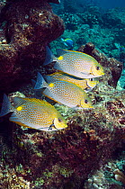 Four Golden rabbitfish (Siganus guttatus) Andaman Sea, Thailand