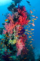 Lyretail anthias / Goldies (Pseudanthias squamipinnis) on coral reef with soft corals, Red Sea, Egypt