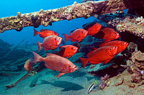 Big-eye / Goggle-eye fish (Priacanthus hamrur) shoal on wreck, Egypt, Red Sea