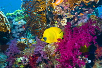 Golden butterflyfish (Chaetodon semilarvatus) Range Red Sea and Gulf of Aden, Red Sea, Egypt
