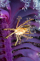 Hydroid / Fairy crab (Hyastenus bispinosus) on Sea pen (Pteroides sp) where it has climbed to feed on plankton floating past, it has decorated its body with hydroid polyps, Rinca, Indonesia