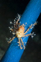 Hydroid / Fairy crab (Hyastenus bispinosus) on Sea squirt where it has climbed to feed, it has decorated its body with hydroid polyps, Rinca, Indonesia