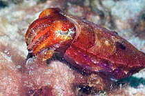 Papuan cuttlefish (Sepia papuensis) Rinca, Indonesia