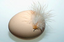 Newly laid chicken egg with feather on it, UK